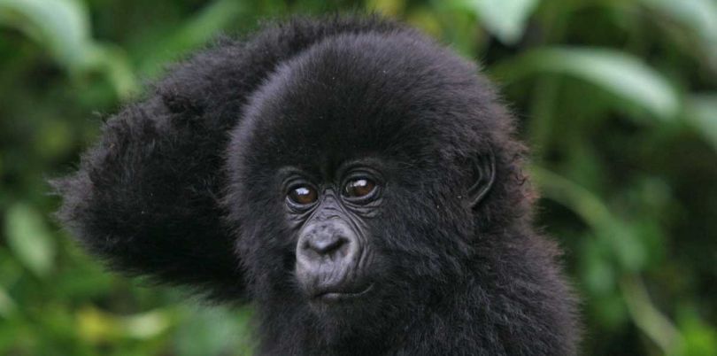 Baby gorilla scratching its head in Rwanda