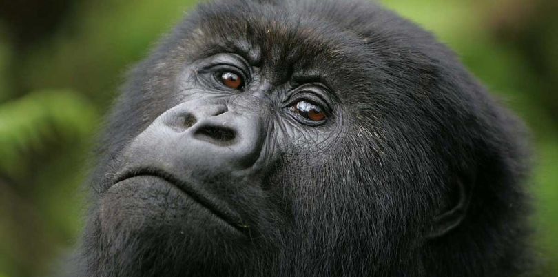 Close up of a gorilla in Rwanda