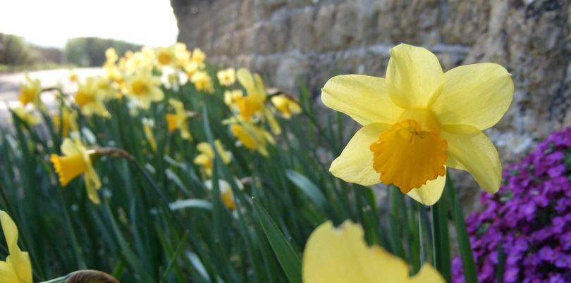 Daffodile on the road side, UK