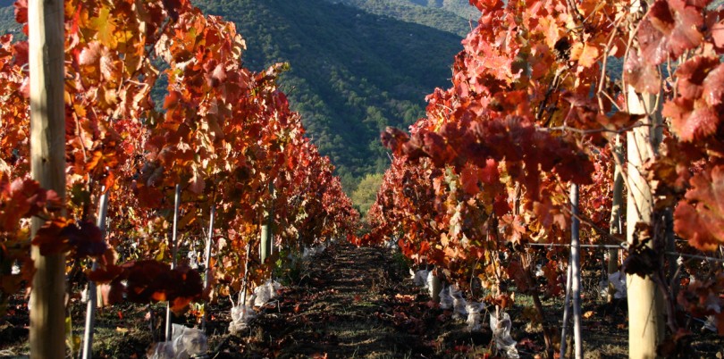 Vineyard red leaves in Uruguay