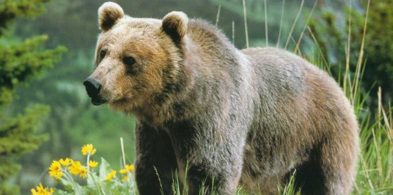 A full size grizzly bear, USA